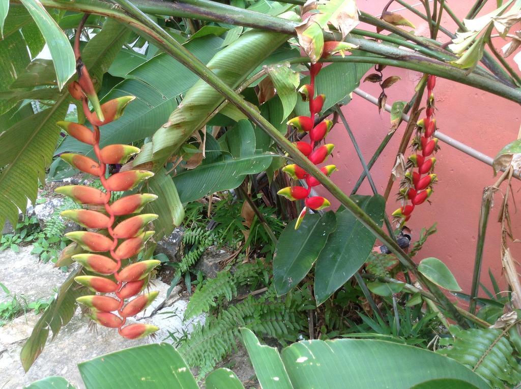 Red Arara Panzió Salvador Kültér fotó